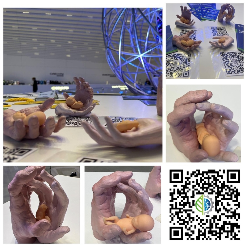 3D-модель этапов эмбрионального развития человека